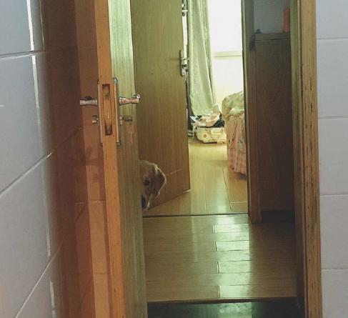 狗狗吃火锅,宠主给挑食柴犬吃零食