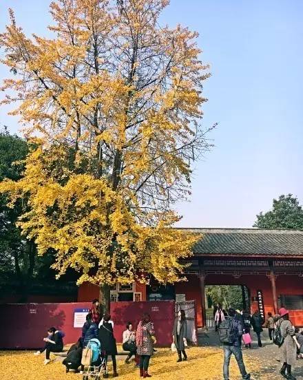 成都最后的银杏,成都附近最值得看的银杏