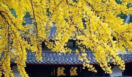 成都最后的银杏,成都附近最值得看的银杏