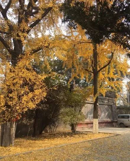 成都最后的银杏,成都附近最值得看的银杏