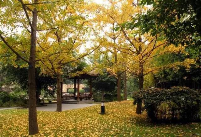 成都最后的银杏,成都附近最值得看的银杏