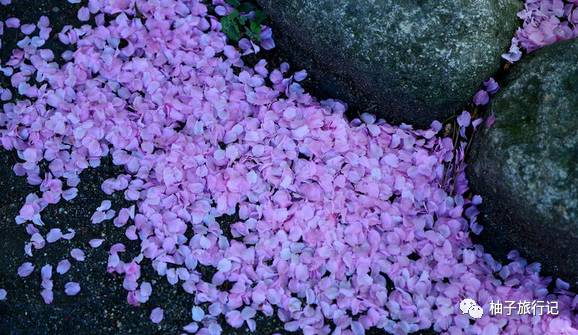 樱花旅行记全集视频,樱花季日本14天旅游攻略