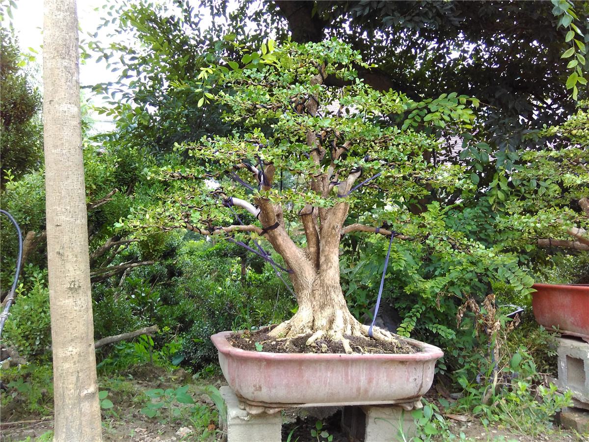 黄杨木盆景制作及养护方法分析,云南珍珠黄杨盆景熟桩养护方法