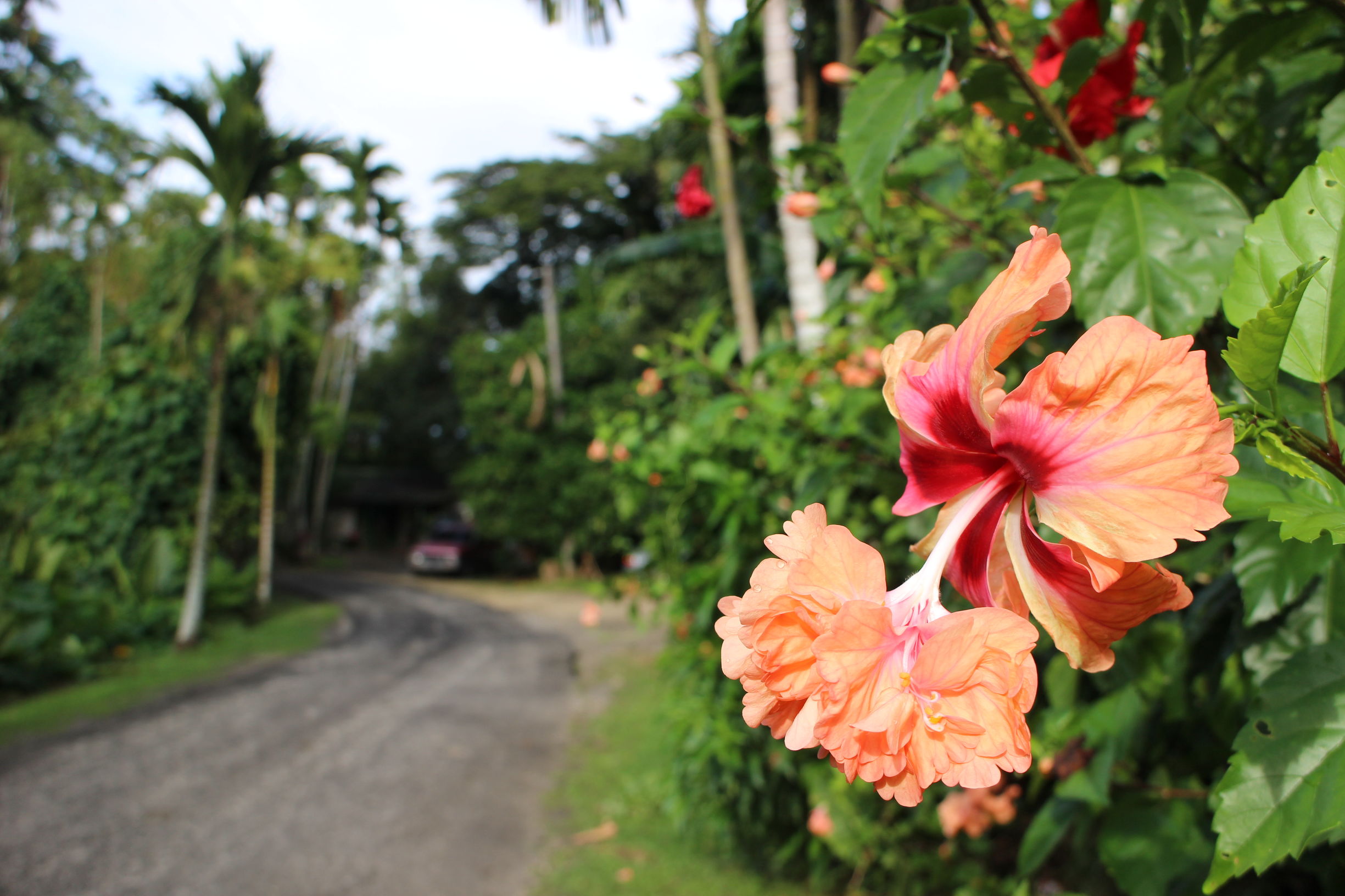 Mini帕劳,有片伟大的海洋(一)