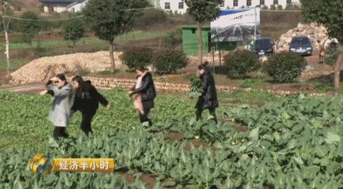 猪粪致富经,致富经养猪多赚一个亿