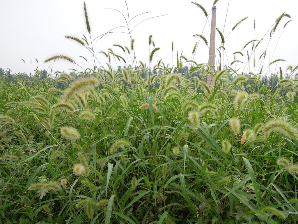 农村常见的野草是民间草药,有哪些田间野草是中药