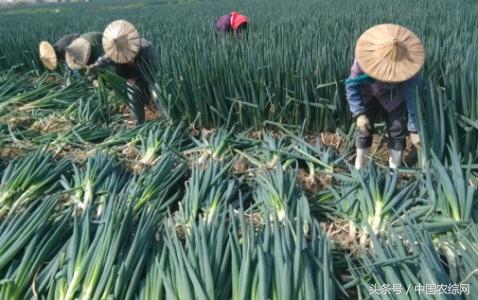 农产品经纪人，在未来农业发展中有着怎样的作用？