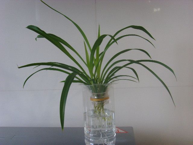 水培吊兰转土培怎么才能长得快,水培吊兰怎么养才能长得茂盛