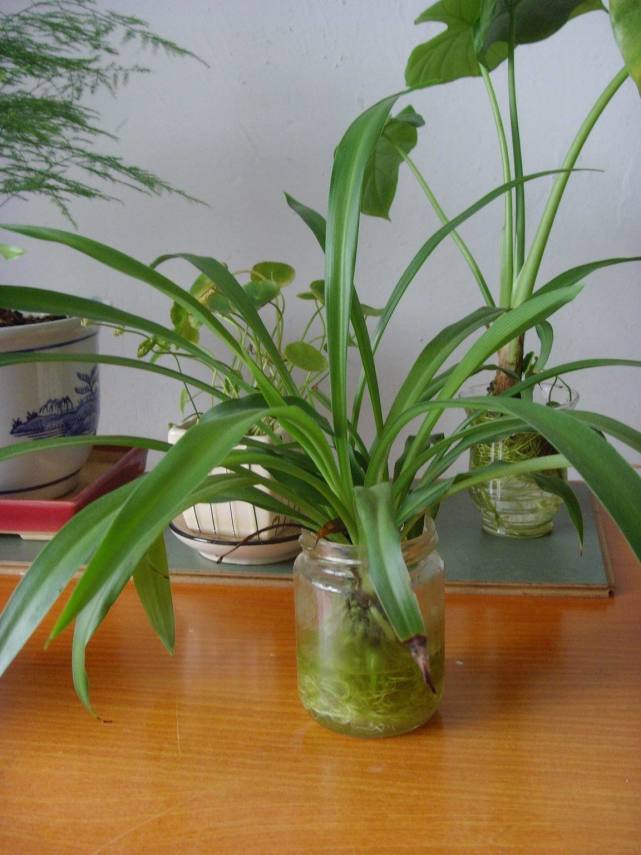 水培吊兰转土培怎么才能长得快,水培吊兰怎么养才能长得茂盛