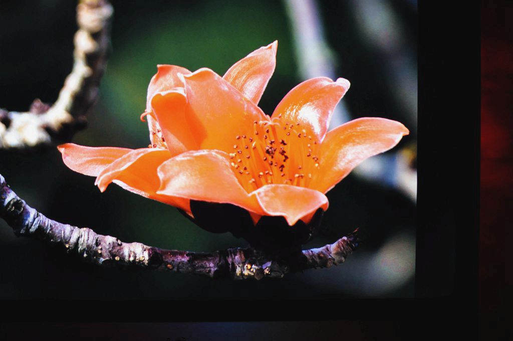 32寸2k屏幕很差吗,32寸2k屏有哪些