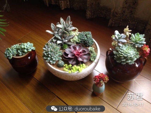 劳尔罗琦很香吗,劳尔与罗琦