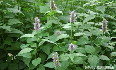 别怕口臭2味中药当茶饮,口臭有异味泡什么中药