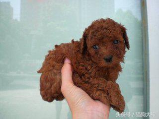 小泰迪毛色浅能变红吗,我家泰迪为什么白毛很多