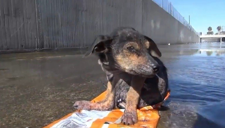 狗狗受到虐待一瘸一拐,狗狗被虐待断腿