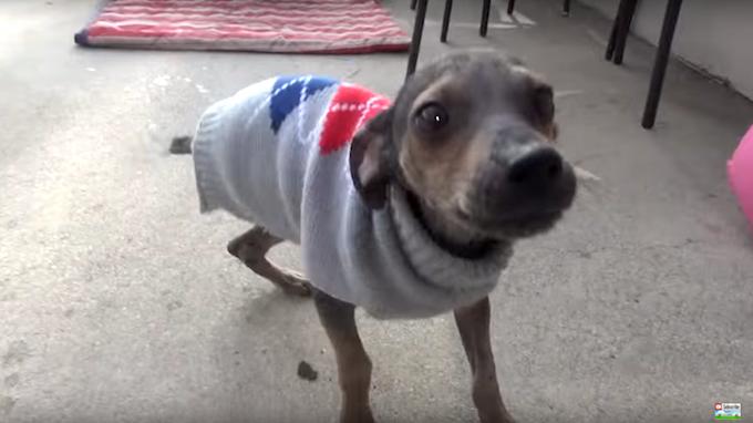 狗狗受到虐待一瘸一拐,狗狗被虐待断腿