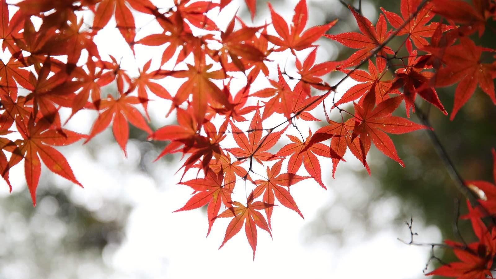 日本关西温泉圣地,日本关西房间内温泉
