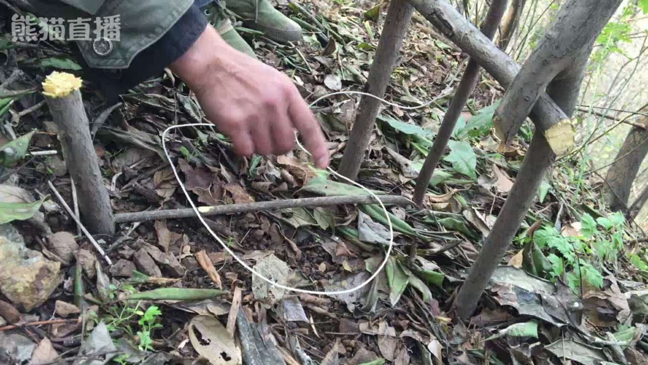 野外生存捕猎最常见的吊脚套陷阱,对付山鼠那是来一只逮一只