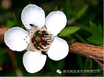 关于新西兰的人文地理知识,新西兰植物