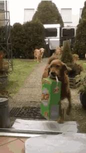 金毛犬忠诚到什么程度,金毛犬的魅力有多可怕