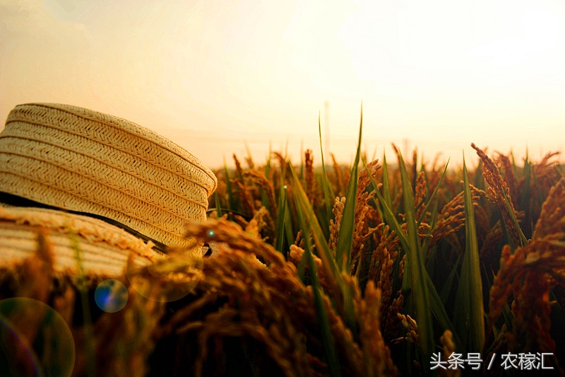 五常水稻种植成本与利润,五常种水稻优势