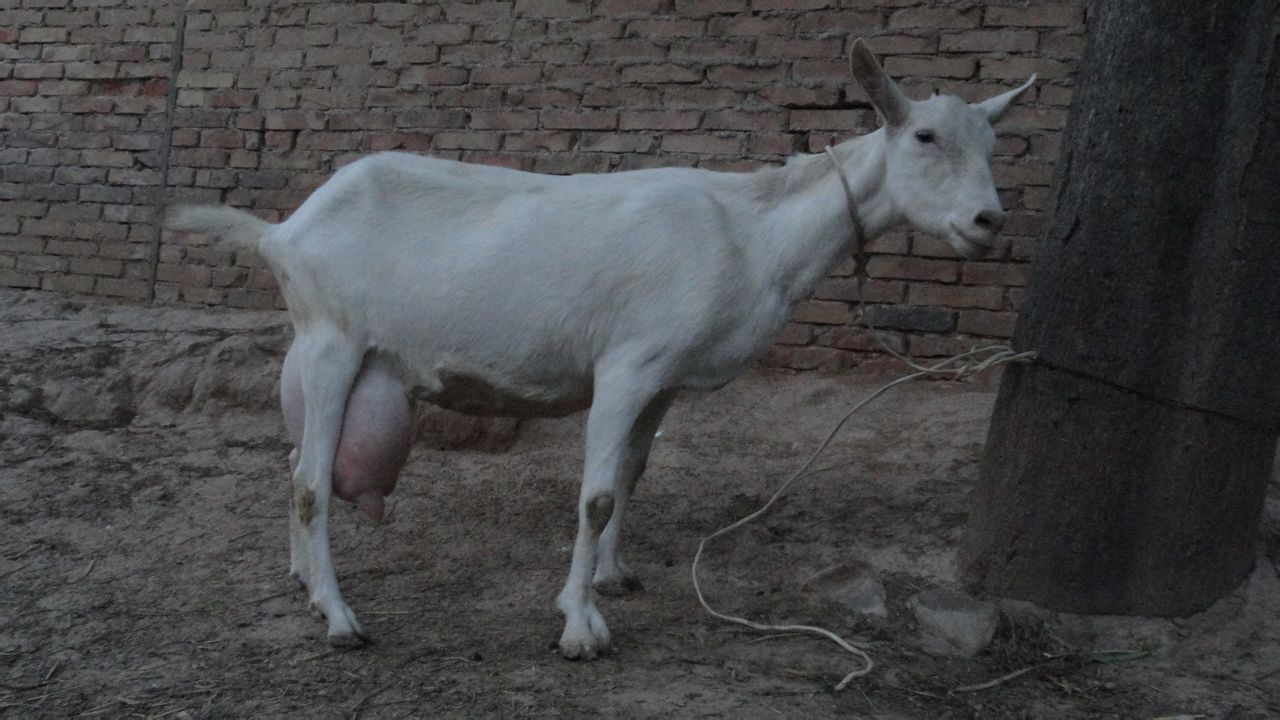 造成母羊难产的原因及解决方案,母羊难产后乱蹦怎么办