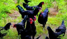 沉浸式养乌鸡,桃园里养乌鸡