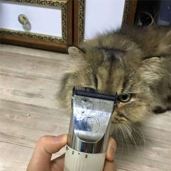 猫奴帮主子剪毛不小心手残剃坏，接下来的日子难过了