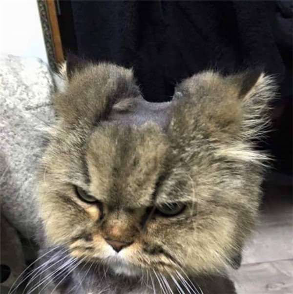 猫奴帮主子剪毛不小心手残剃坏，接下来的日子难过了