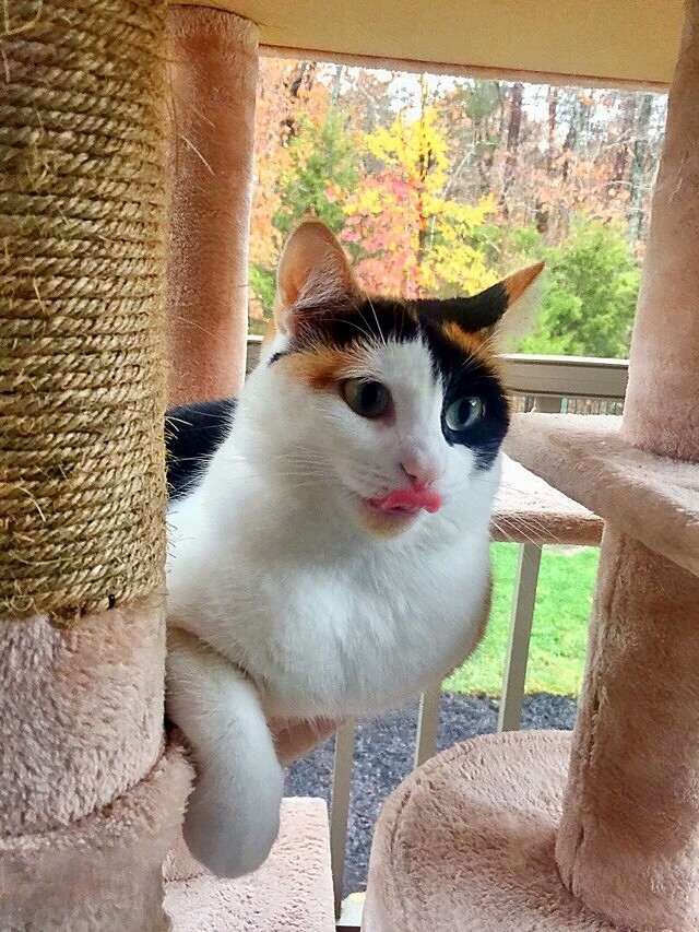 梅西养了一只会踢足球的猫,盘点梅西的猫咪