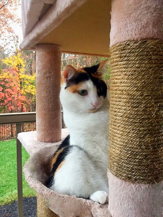 梅西养了一只会踢足球的猫,盘点梅西的猫咪