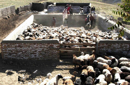 羊得了疥螨病如何治疗,羊疥螨怎么治疗好得快