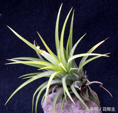 空气凤梨病变,空气凤梨烂心怎么处理