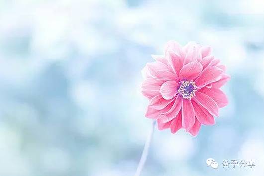 泌乳素高要怎么调理才可以怀孕,泌乳素高怀孕了该怎么办