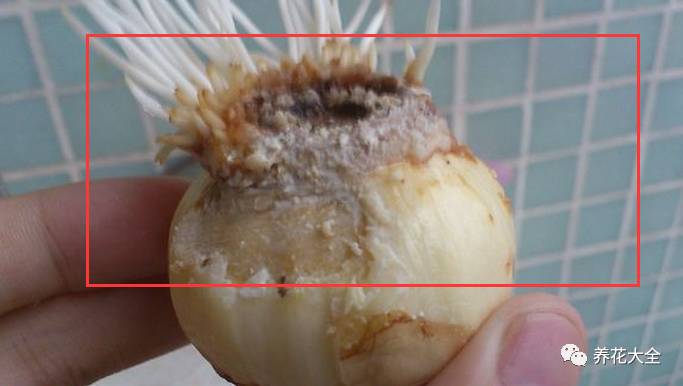 风信子的球茎烂了还能补救吗,风信子球上的新芽怎么处理