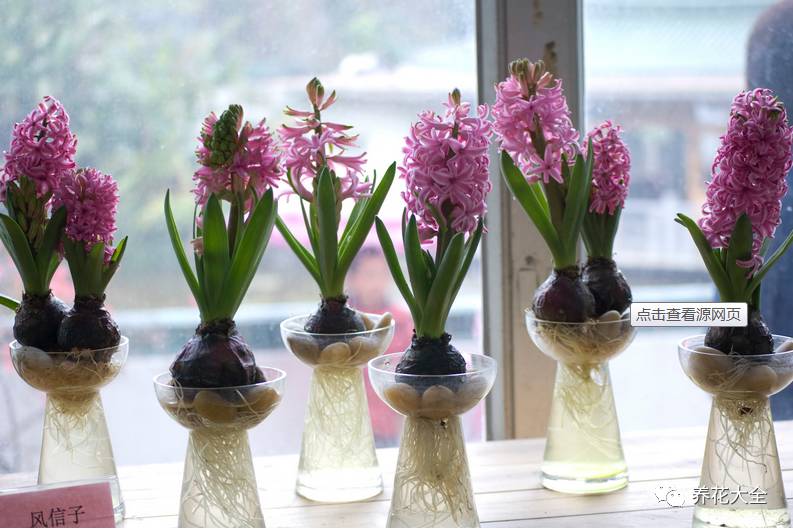 风信子的球茎烂了还能补救吗,风信子球上的新芽怎么处理