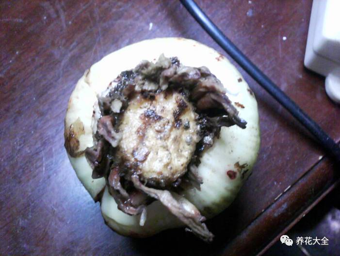 风信子的球茎烂了还能补救吗,风信子球上的新芽怎么处理