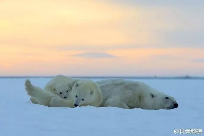 微观茶市丨平台交易或成新常态