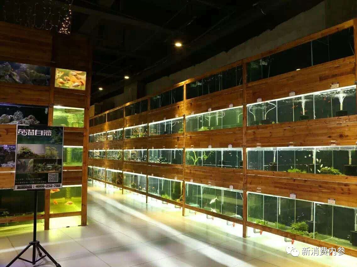 奇溢自然智能鱼缸,奇溢自然鱼缸怎么样