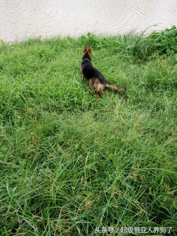 新手养德牧入门必备攻略,德牧的饲养和训练