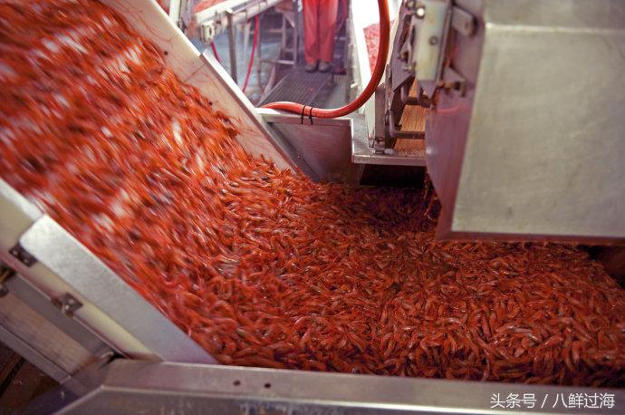 阿根廷红虾和北极虾哪个好,阿根廷红虾vs北极甜虾对比