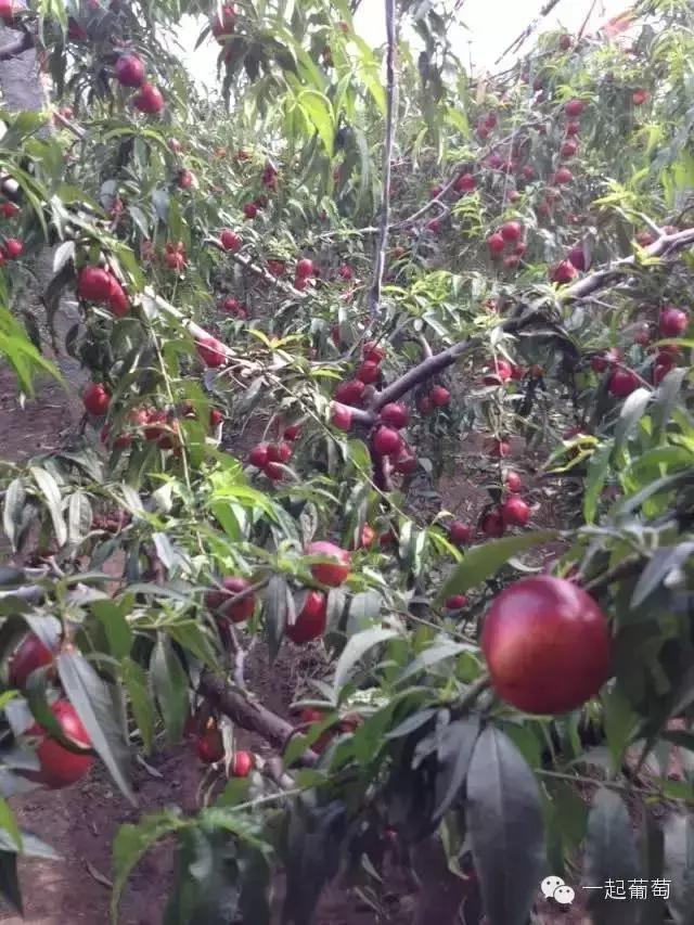 当扶贫遇上互联网,当统战工作遇上互联网