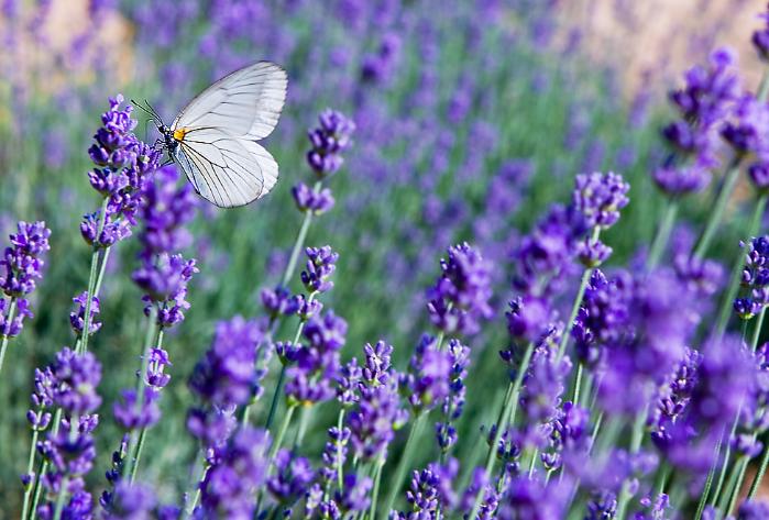 北京的薰衣草庄园门票,北京薰衣草庄园门头沟