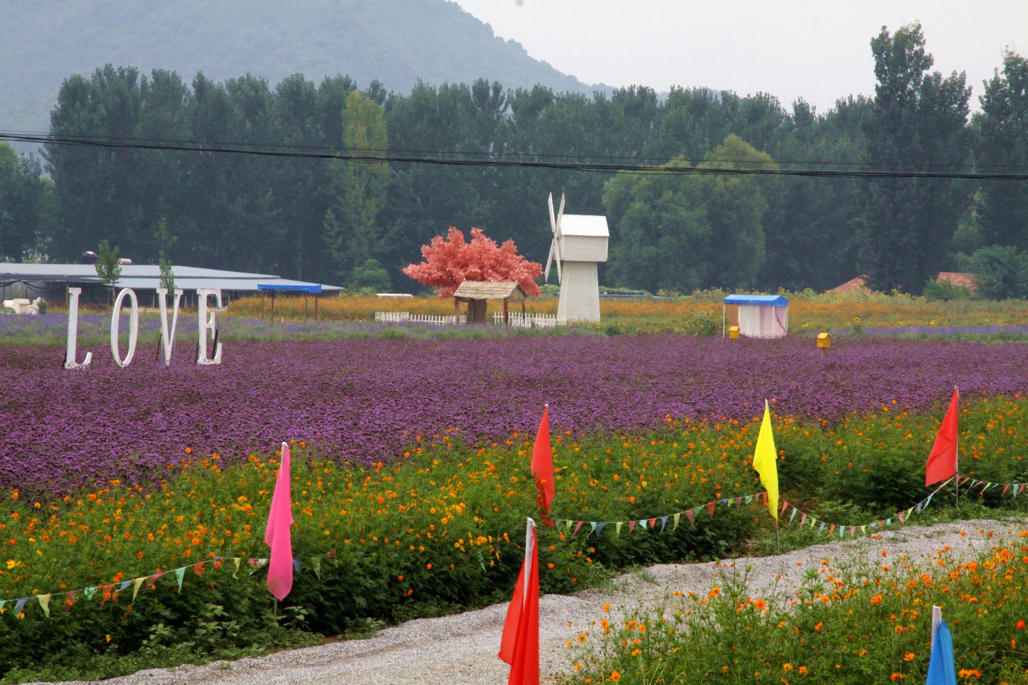 北京的薰衣草庄园门票,北京薰衣草庄园门头沟