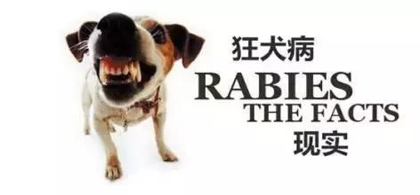 怎么分辨狗咬了要不要打针,被宠物狗咬多久打针