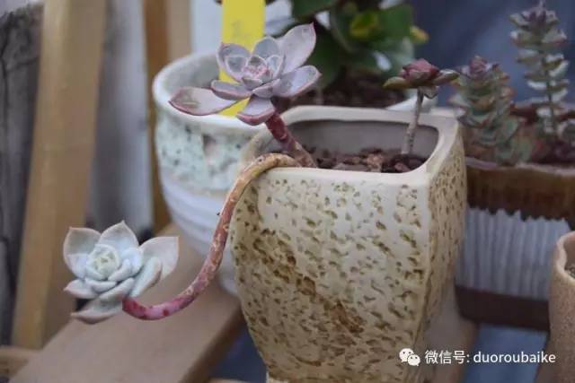 养肉肉的感悟,养多肉谨记好3招专治多肉难上色