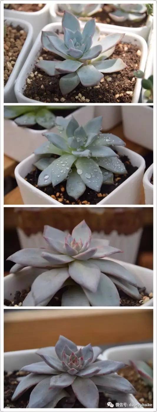 养肉肉的感悟,养多肉谨记好3招专治多肉难上色