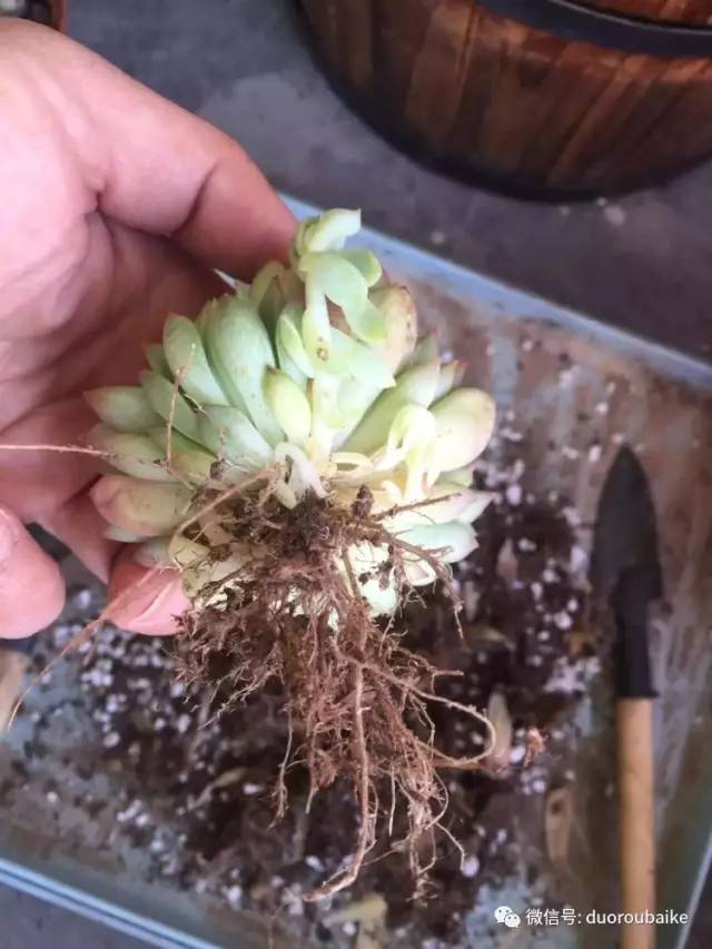 养肉肉的感悟,养多肉谨记好3招专治多肉难上色