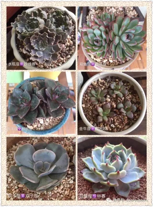 养肉肉的感悟,养多肉谨记好3招专治多肉难上色