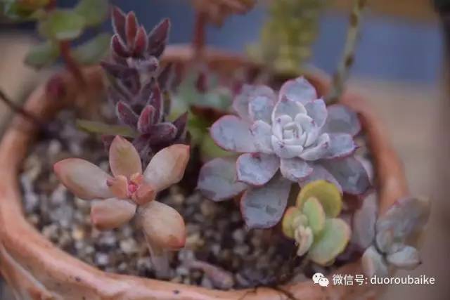 养肉肉的感悟,养多肉谨记好3招专治多肉难上色