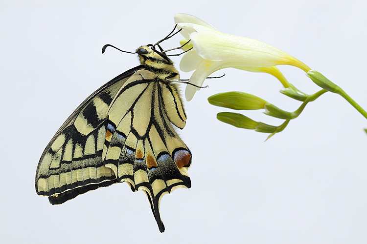 如何正确养捡来的蝴蝶,会飞的蝴蝶怎么在家养